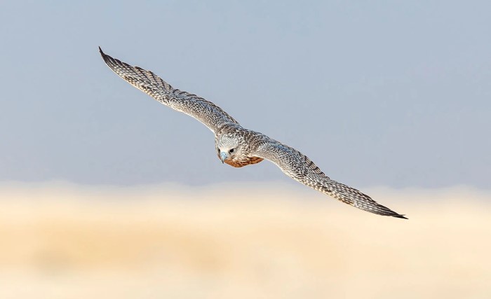 AlUla, Falcon Cup, 