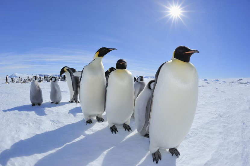 Antarctica, Quark Expeditions,