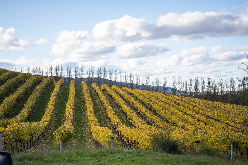 Lerida Estate