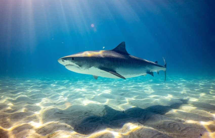 Shark, Paia Bay, Maui